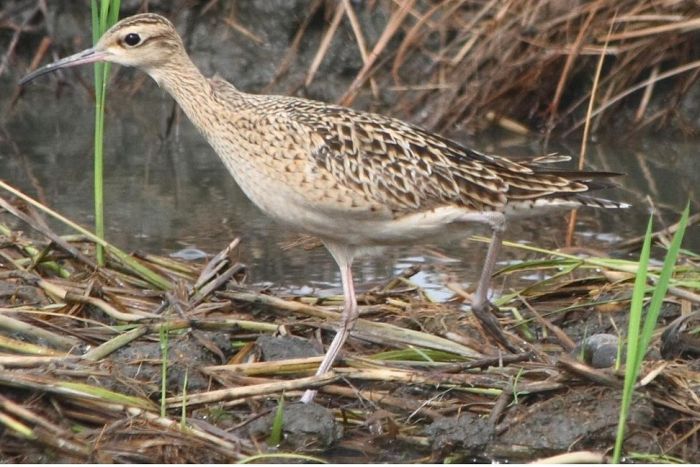 Curlew