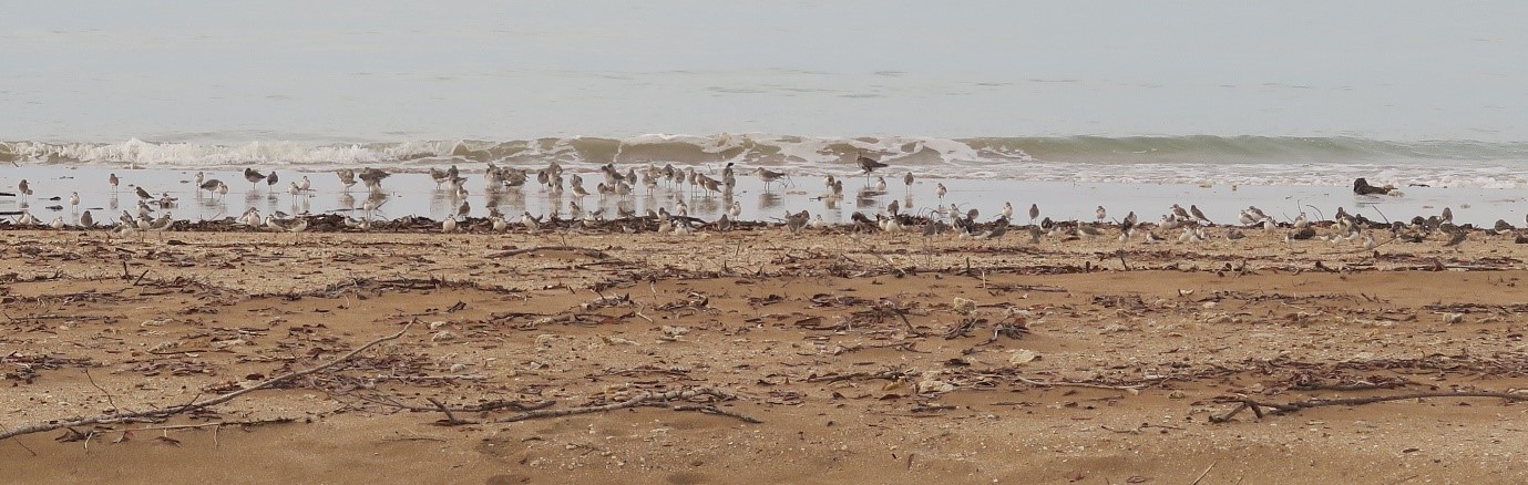 Shorebirds feeding