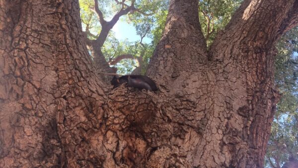 Post Office Car Park – Milkwood Trees