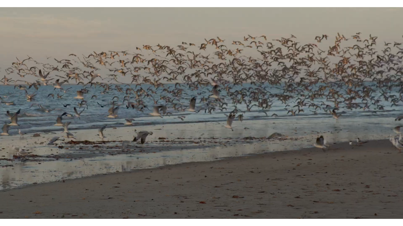 Living with Migratory Shorebirds at Lee Point – Part 2 Inside Cover ...