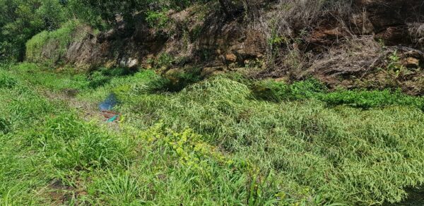 Playford Street Racecourse Creek clearing