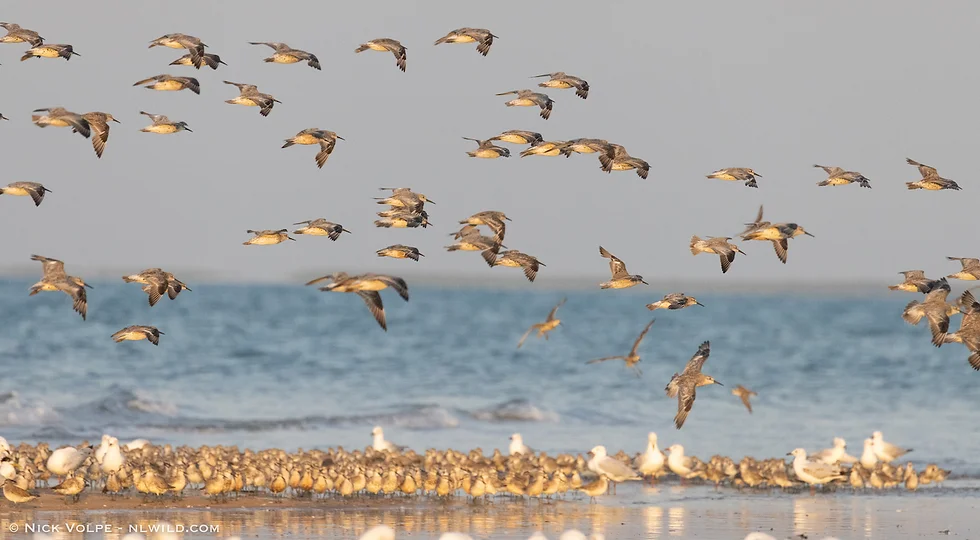 Living with Migratory Shorebirds at Lee Point