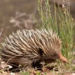 Friends of Farrar Echidna