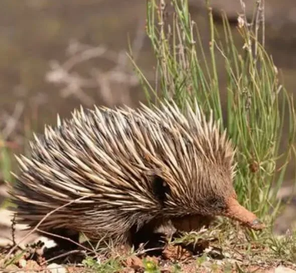 Friends of Farrar Echidna