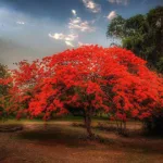 Flame Tree at Frog Hollow